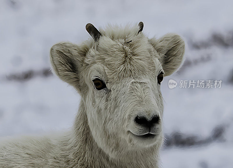 Dall sheep(原Dall’s sheep)， Ovis dalli，是原产于北美西北部的一种绵羊，颜色从白色到石板棕色，有弯曲的黄褐色角。阿拉斯加阿提贡山口附近的北坡。